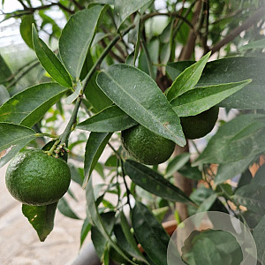 Citrus clementina 100-110 cm 20L stam