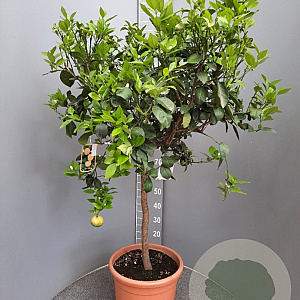 Citrus limetta 'Pursha' 100-110 cm 20L stam