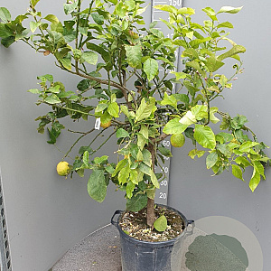 Citrus limon 100-110 cm 20L stam