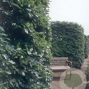 Fagus sylvatica 8-10 HO container