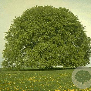 Fagus sylvatica 8-10 HO container