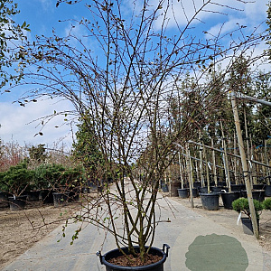 Cotoneaster franchetii 175-200 cm 45L