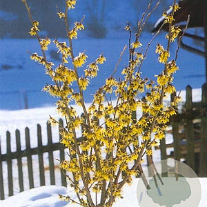 Hamamelis int. 'Arnold Promise' 6-8 HO 15L