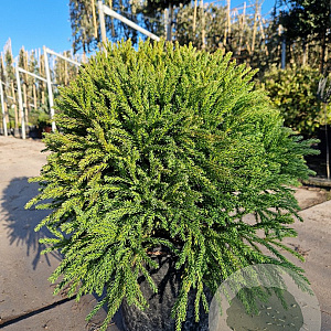 Cryptomeria j. 'Globosa Nana' 40-50 cm 15L
