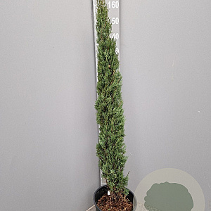 Cupressus semp. 'Pyramidalis' 125-150 cm container meerstammig