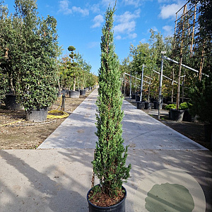 Cupressus semp. 'Pyramidalis' 125-150 cm container meerstammig