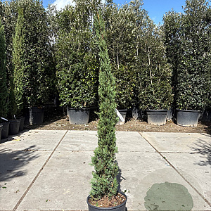 Cupressus semp. 'Pyramidalis' 150-175 cm container meerstammig