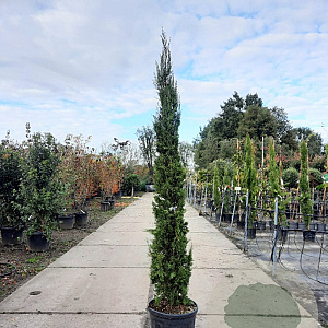 Cupressus semp. 'Pyramidalis' 175-200 cm container meerstammig