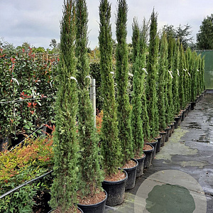Cupressus semp. 'Pyramidalis' 200-250 cm container meerstammig