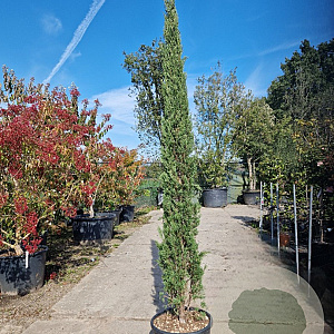 Cupressus semp. 'Pyramidalis' 200-250 cm container meerstammig