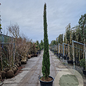 Cupressus semp. 'Pyramidalis' 300-350 cm container meerstammig