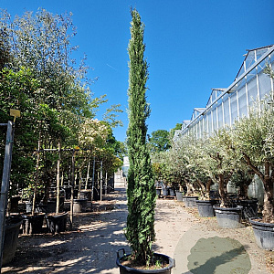 Cupressus semp. 'Pyramidalis' 300-350 cm container meerstammig