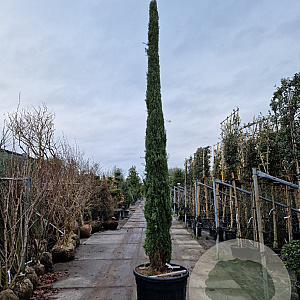 Cupressus semp. 'Pyramidalis' 450-500 cm container