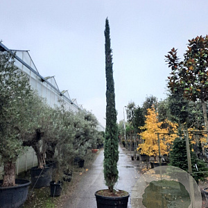 Cupressus semp. 'Pyramidalis' 450-500 cm container