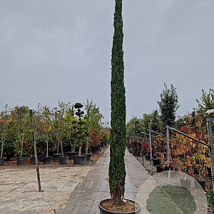 Cupressus semp. 'Pyramidalis' 450-500 cm container