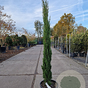 Cupressus semp. 'Totem' 100-125 cm container