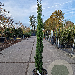 Cupressus semp. 'Totem' 100-125 cm container