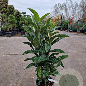 Eriobotrya japonica 60-80 cm 10L