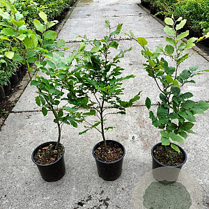 Fagus sylvatica 60-70 cm 2,5L