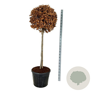 Fagus sylvatica 125 cm stam cont. 90L