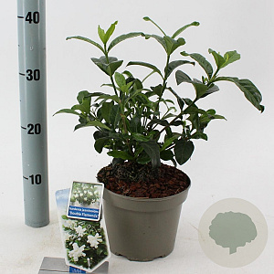 Gardenia jasm. Double Diamonds 25-30 cm 2,0L