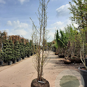 Ginkgo biloba 300-350 cm container meerstammig