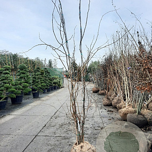 Gleditsia triac. 'Sunburst' 250-300 cm draadkluit meerstammig solitair