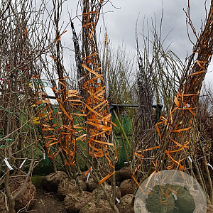 Gleditsia triac. 'Sunburst' 300-350 cm draadkluit
