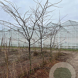 Gleditsia triac. 'Sunburst' 300-350 cm draadkluit
