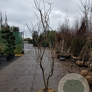 Gleditsia triac. 'Sunburst' 300-350 cm draadkluit meerstammig solitair