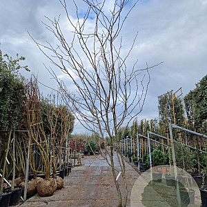 Gleditsia triac. 'Sunburst' 350-400 cm draadkluit meerstammig