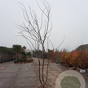 Gleditsia triac. 'Sunburst' 350-400 cm draadkluit meerstammig