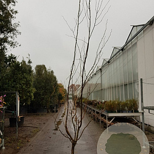 Gleditsia triac. 'Sunburst' 350-400 cm container