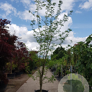 Gleditsia triac. 'Sunburst' 450-500 cm container