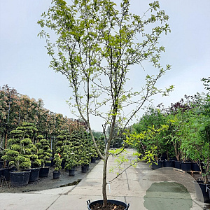 Gleditsia triac. 'Sunburst' 450-500 cm container