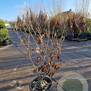 Hamamelis int. 'Jelena' 100-125 cm 30L