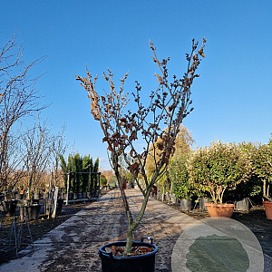 Hamamelis int. 'Jelena' 125-150 cm 35L