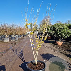 Hamamelis int. 'Westerstede' 125-150 cm container meerstammig