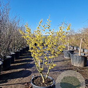 Hamamelis int. 'Westerstede' 125-150 cm 45L