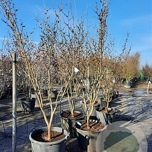 Hamamelis int. 'Westerstede' 200-250 cm container meerstammig
