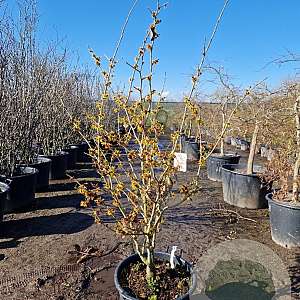 Hamamelis mollis 125-150 cm 45L