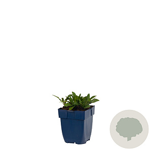 Aster (D) 'Prof. Anton Kippenberg' GM  P11