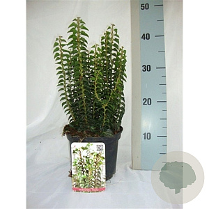 Hedera hel. 'Erecta' 20-25 cm 2,0L