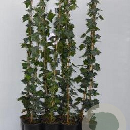 Hedera hibernica 80-100 cm rozenpot 2L