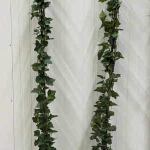 Hedera hibernica 175-200 cm 3,0L