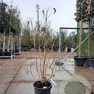 Heptacodium miconioides 125-150 cm container struik