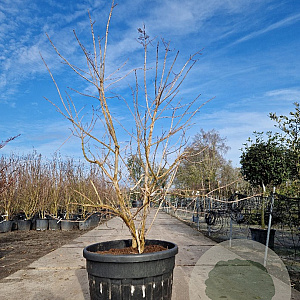 Heptacodium miconioides 175-200 cm container spiraal pompon