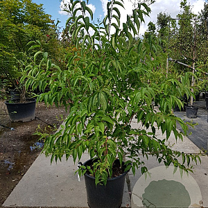 Heptacodium miconioides 175-200 cm container spiraal pompon