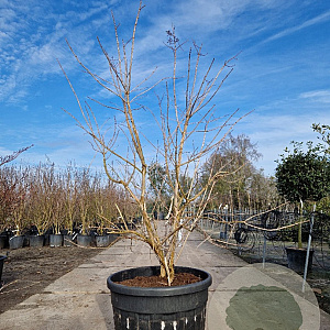 Heptacodium miconioides 175-200 cm container spiraal pompon