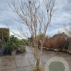 Heptacodium miconioides 250-300 cm draadkluit meerstammig solitair